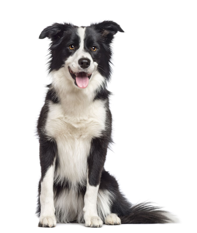 bordercollie