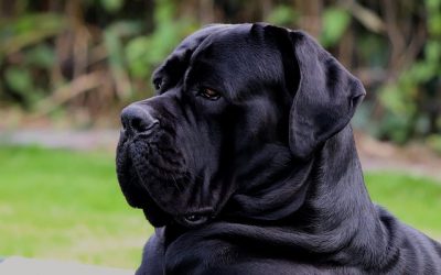 Cane Corso – wszystko co powinieneś wiedzieć o psie rasy cane corso