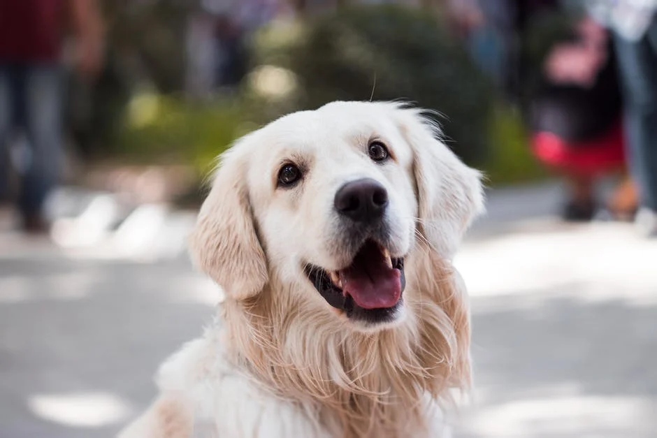 Jak zapobiegać biegunce z krwią u psa - poradnik dla właścicieli