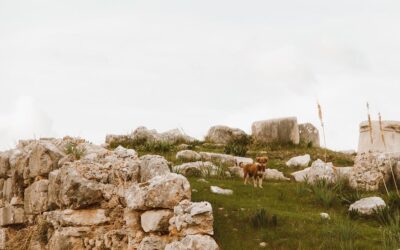 Naturalne sposoby na zapobieganie śluzowi z krwią w kale u szczeniaka