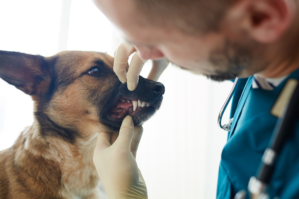 Stomatologia weterynaryjna - zdrowe zęby podstawą zdrowia u pupili!