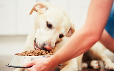 Czym warto się kierować, wybierając karmę dla psa?