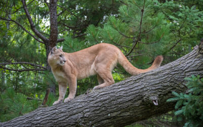 Puma – zagadkowa drapieżnicza kotka Ameryki Północnej i Południowej