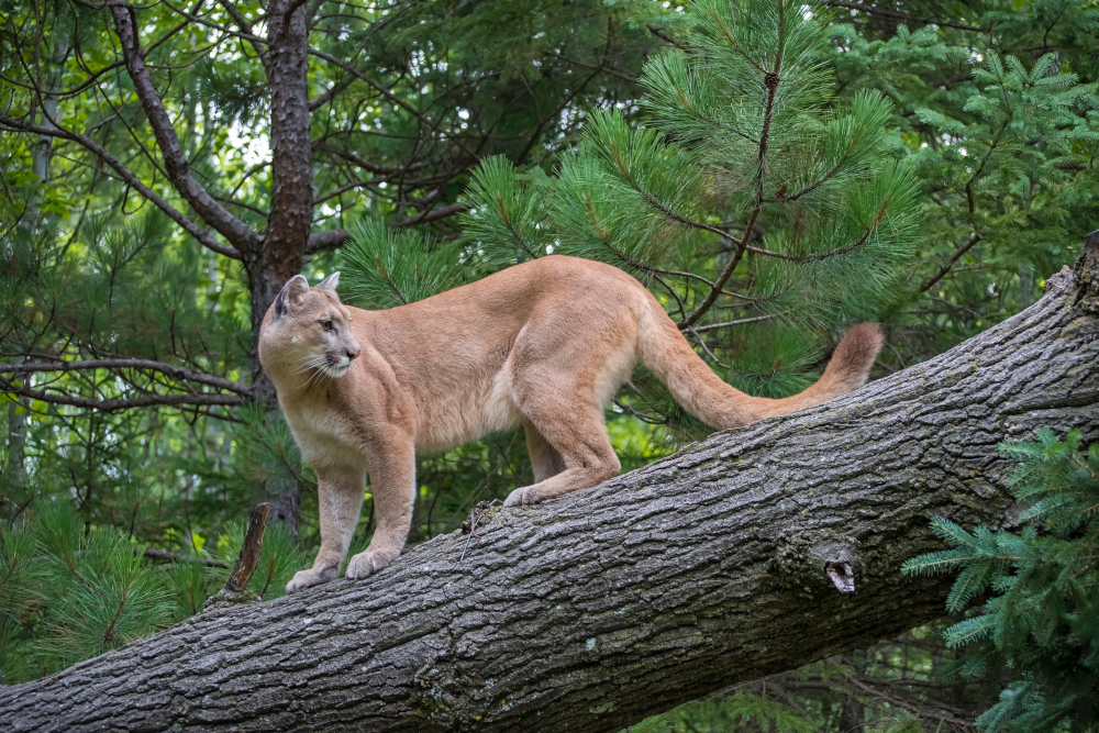Puma - zagadkowa drapieżnicza kotka Ameryki Północnej i Południowej