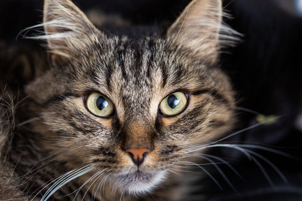 Ropienie oczu u kota - przyczyny i sposoby leczenia