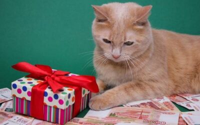 Czego nie dawać kotu aby nie zaszkodzić pupilowi