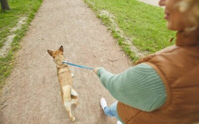 Czy pies wytrzyma 12 godzin bez wyjścia na spacer?