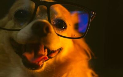 Czy psy widzą po ciemku?