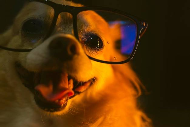 Czy psy widzą po ciemku? Czy psy widzą po ciemku?