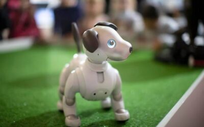 Jak wybrać pieska interaktywnego który chodzi?