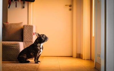 Kiedy można zostawić psa samego w domu bez obaw?
