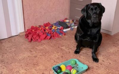 Kong zabawki dla psa dlaczego warto je wybrać?