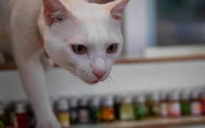 Tauryna dla kota gdzie kupić bezpieczne suplementy?