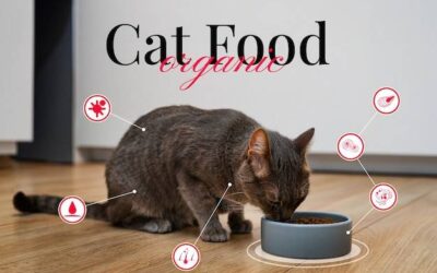 Czego nie może jeść kot i dlaczego warto o tym pamiętać?