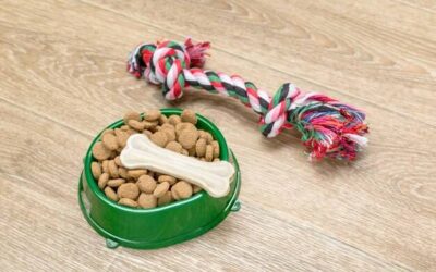 Czego zabawka dla psa na przysmaki może nauczyć Twojego pupila?