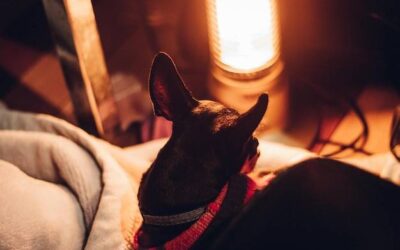 Czy można zostawić psa samego na noc?