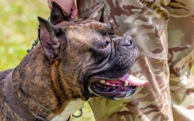 Czy pies bokser jest groźny dla rodziny?