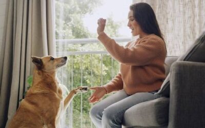 Dlaczego Twoja suczka zachowuje się jak pies?