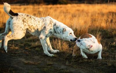 Ile żyją psy boksery i od czego to zależy?