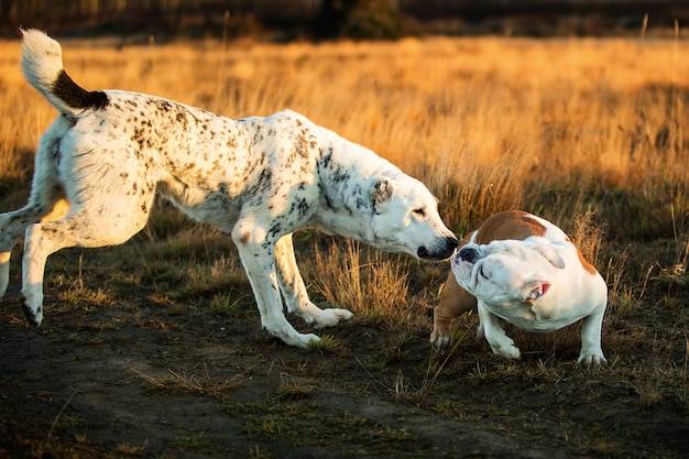 Ile żyją psy boksery i od czego to zależy? Ile żyją psy boksery i od czego to zależy?