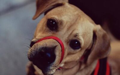 Jak zrobić kulę węchową dla psa w domu?