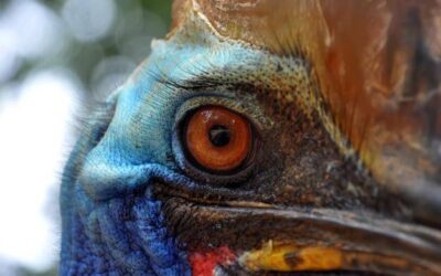 Jakie kolory widzą zwierzęta i czym różni się ich postrzeganie świata?