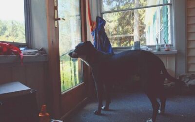 Kiedy pies może zostać sam w domu bez stresu?