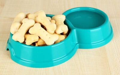 Zabawka dla psa na przysmaki czy warto ją wybrać?