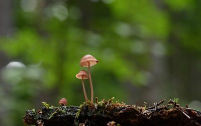 Jak wygląda grzybica skóry zdjęcia pokazujące objawy choroby