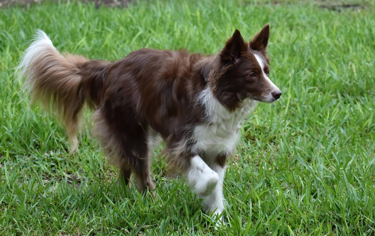 Jak wytresować border collie żeby dobrze współpracował z właścicielem Jak wytresować border collie żeby dobrze współpracował z właścicielem