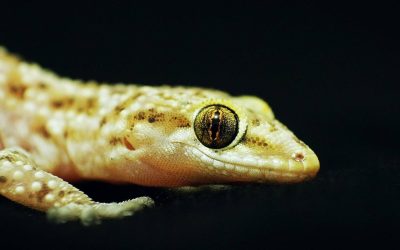 Jak zwierzęta widzą i rozróżniają kolory?