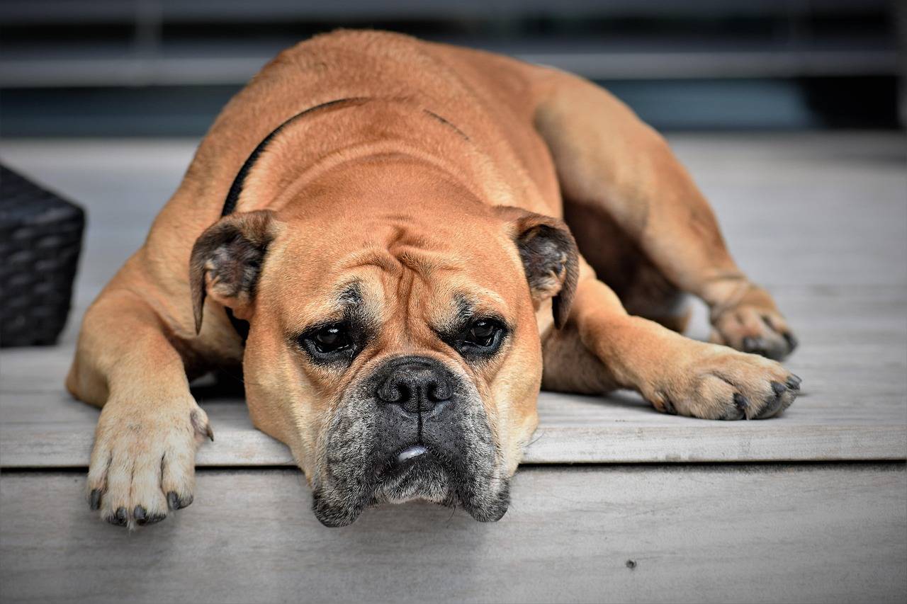 Jaka karma dla buldoga alergika sprawdzi się najlepiej?