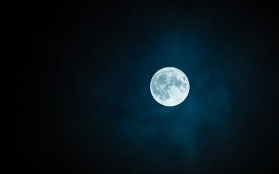 Jakie zwierzęta widzą w ciemności i dlaczego mają taką zdolność?