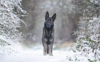 Kiedy zacząć szkolenie owczarka niemieckiego aby osiągnąć najlepsze efekty?